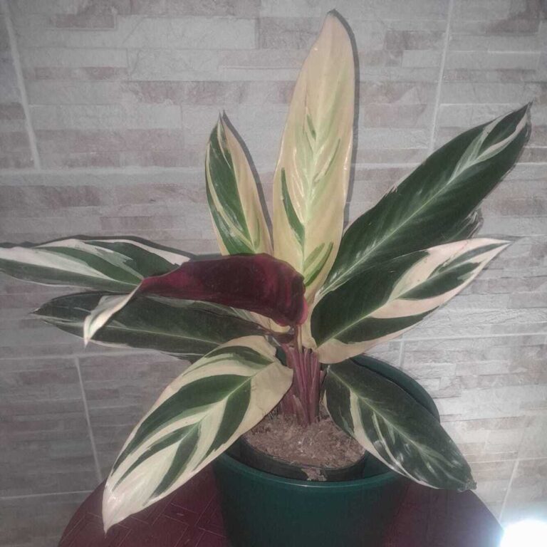 Stromanthe Triostar
