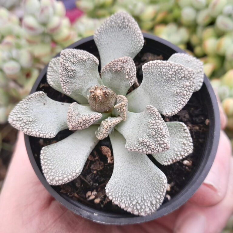 Titanopsis calcarea