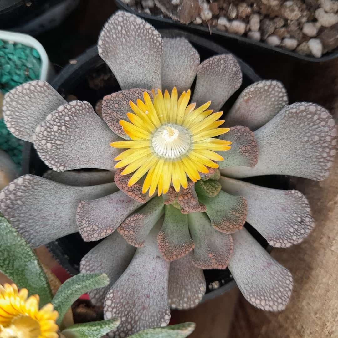 Titanopsis calcarea