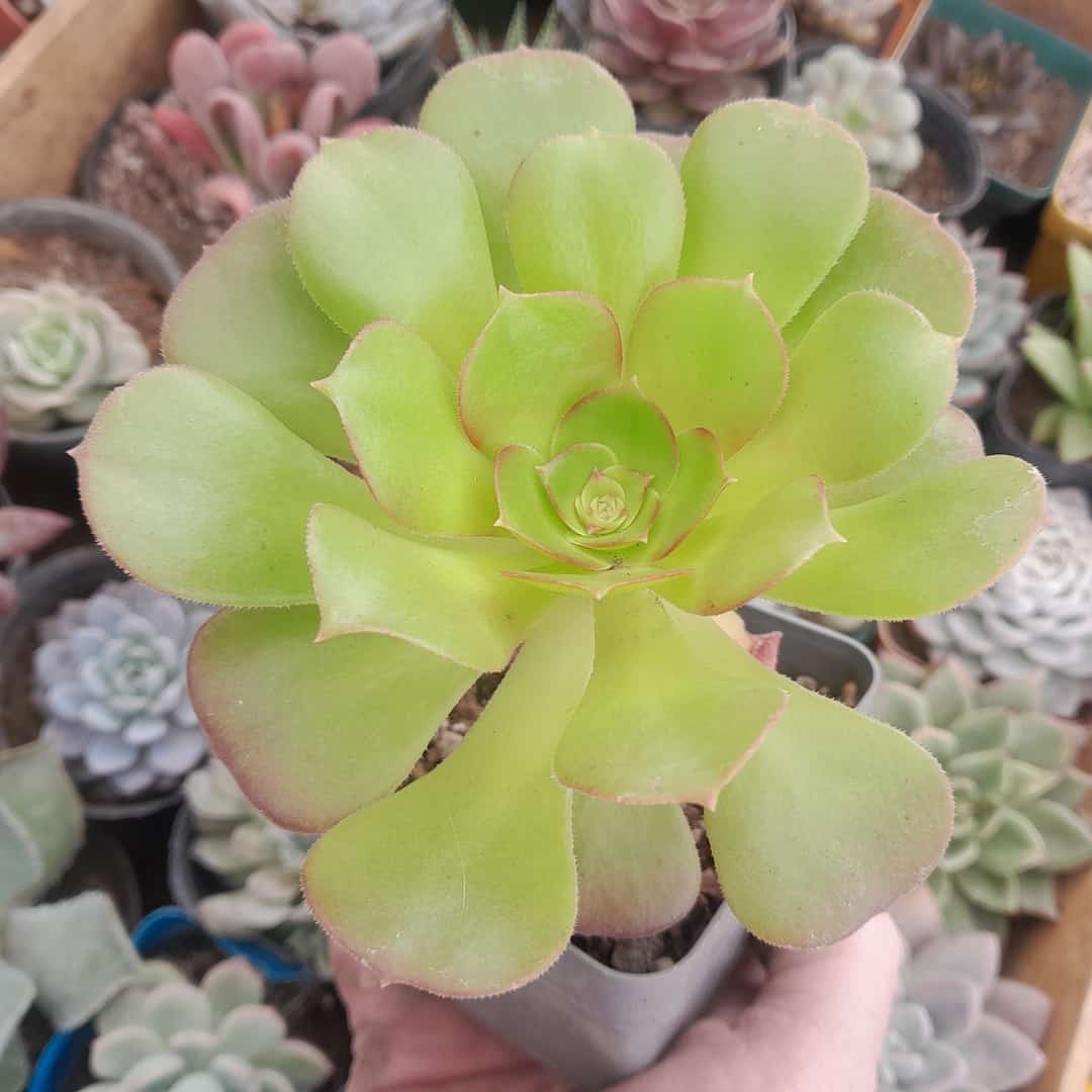 Aeonium Arboreum