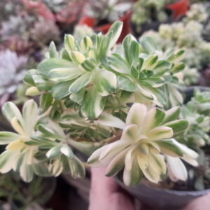 Aeonium Castello-paivae