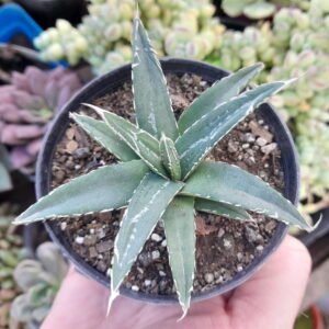 Agave victoriae-reginae