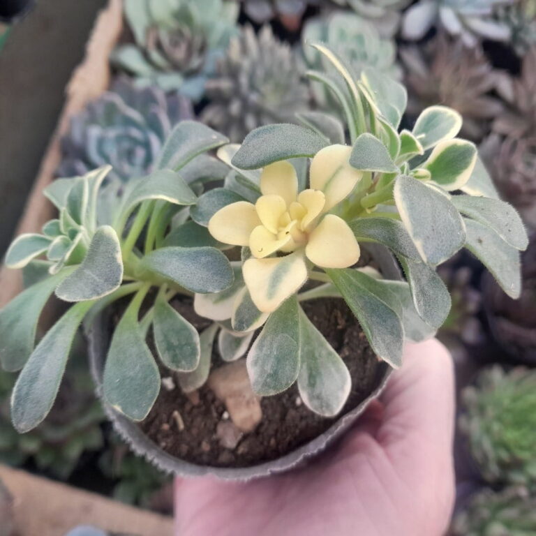Aichryson domesticum variegado