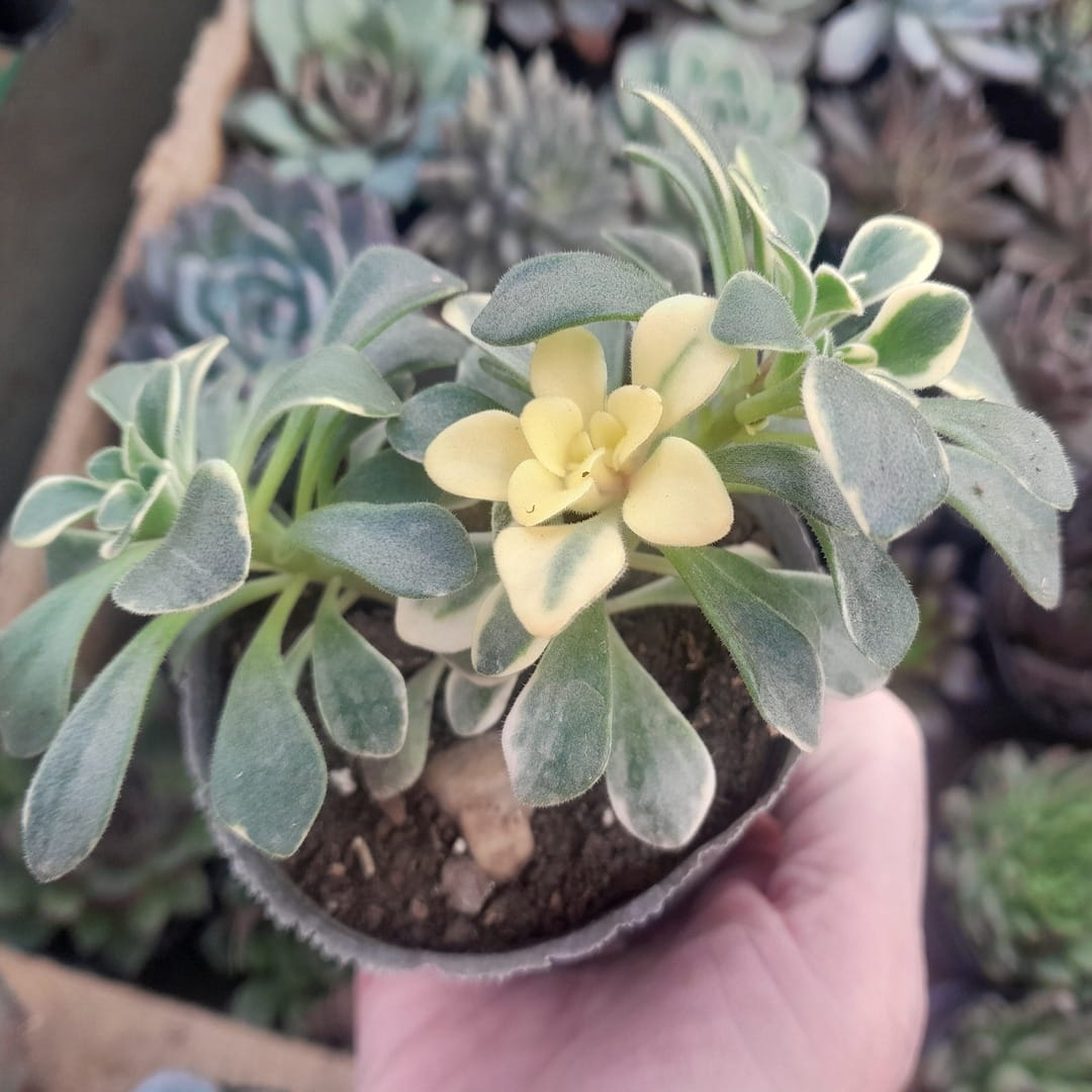 Aichryson domesticum variegado