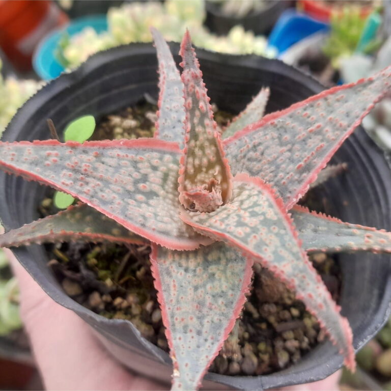 Aloe Donnie