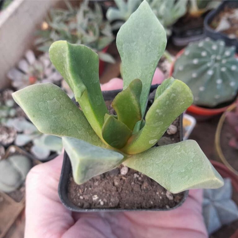 Cerochlamys pachyphylla albiflora