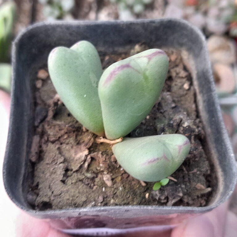 Conophytum Meyeri
