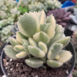 Cotyledon tomentosa variegada