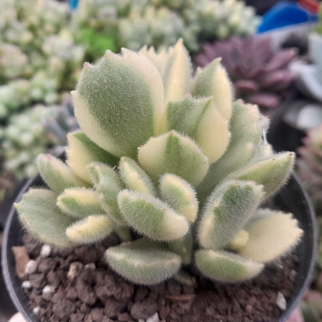 Cotyledon tomentosa variegada