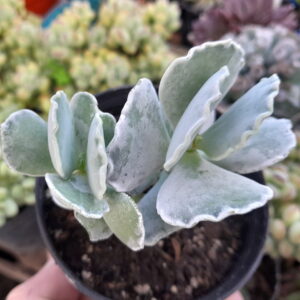 Cotyledon undulata