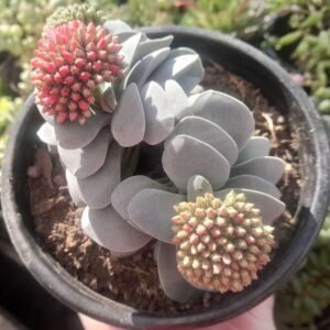 Crassula Morgan Beauty
