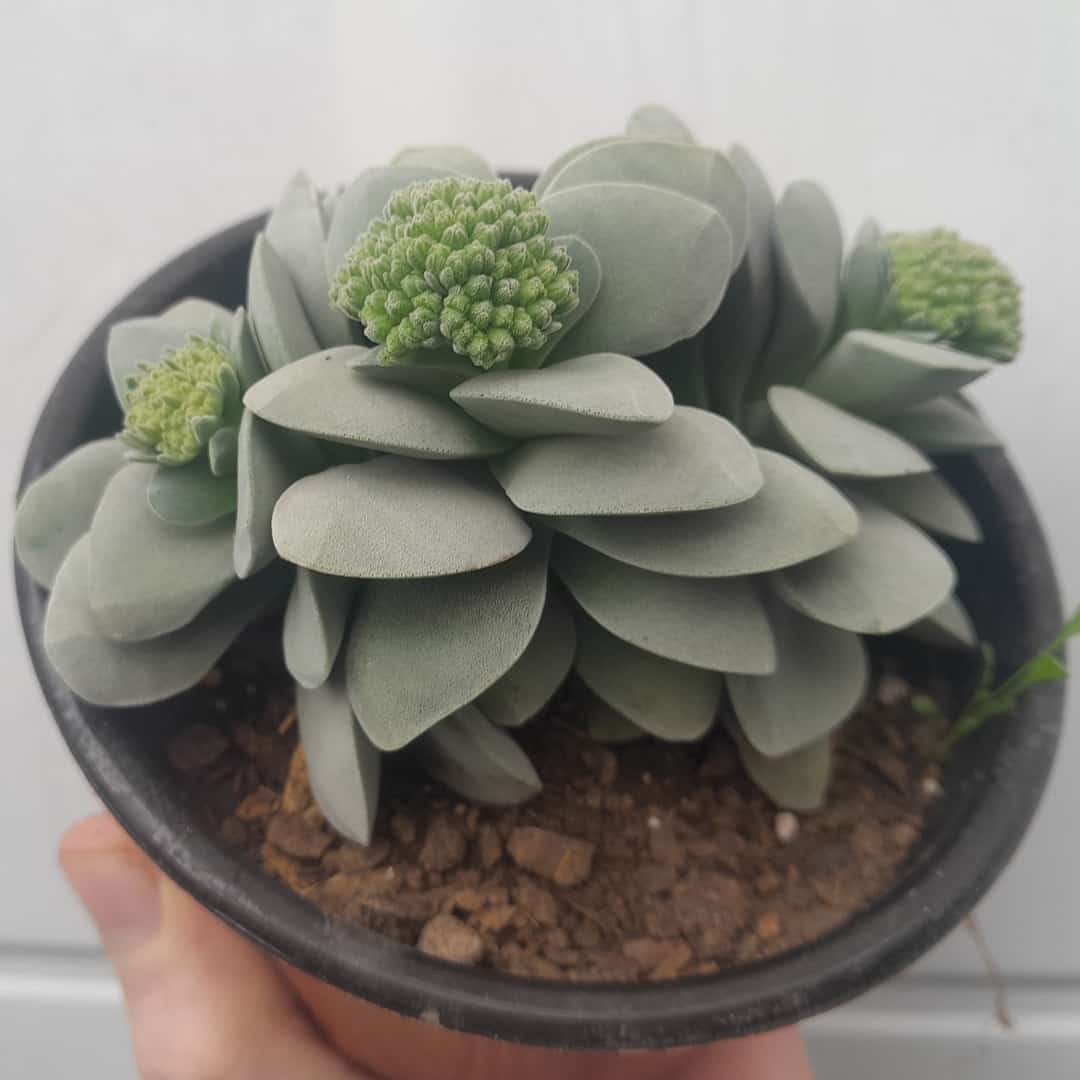 Crassula Morgan Beauty