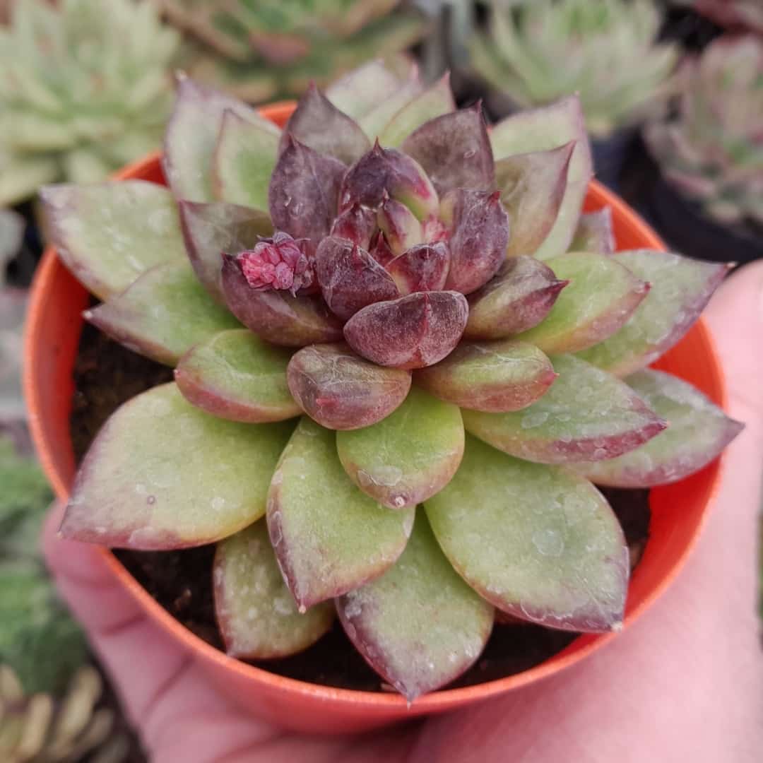 Echeveria Bloody Mary
