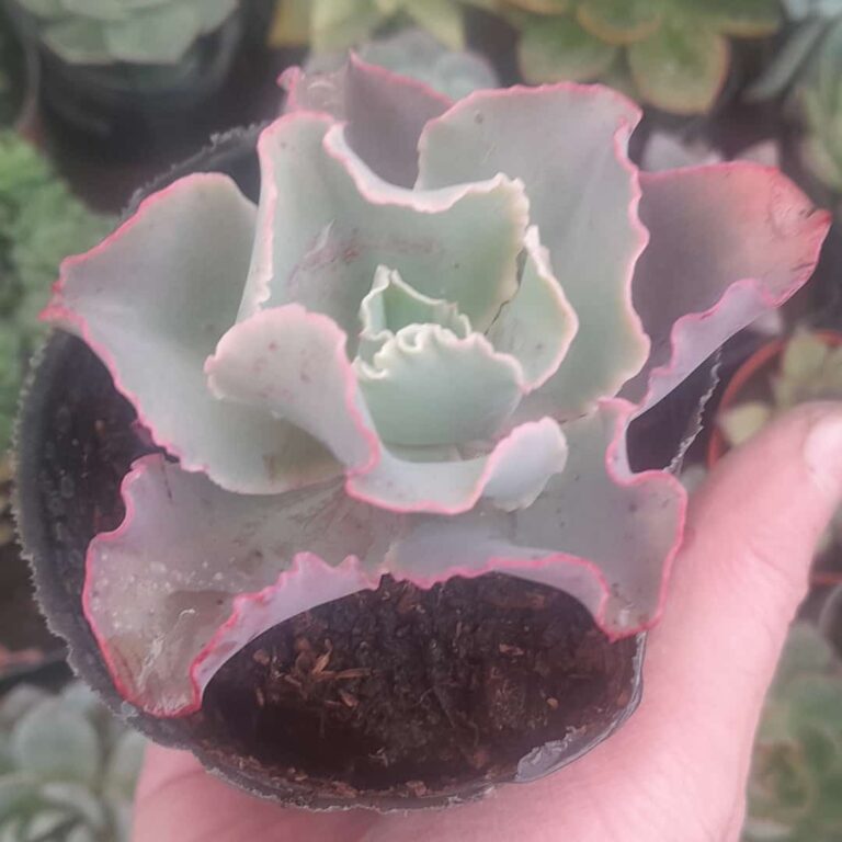 Echeveria Curls