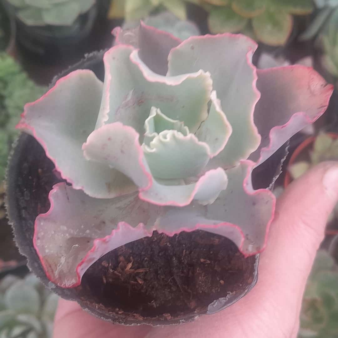 Echeveria Curls