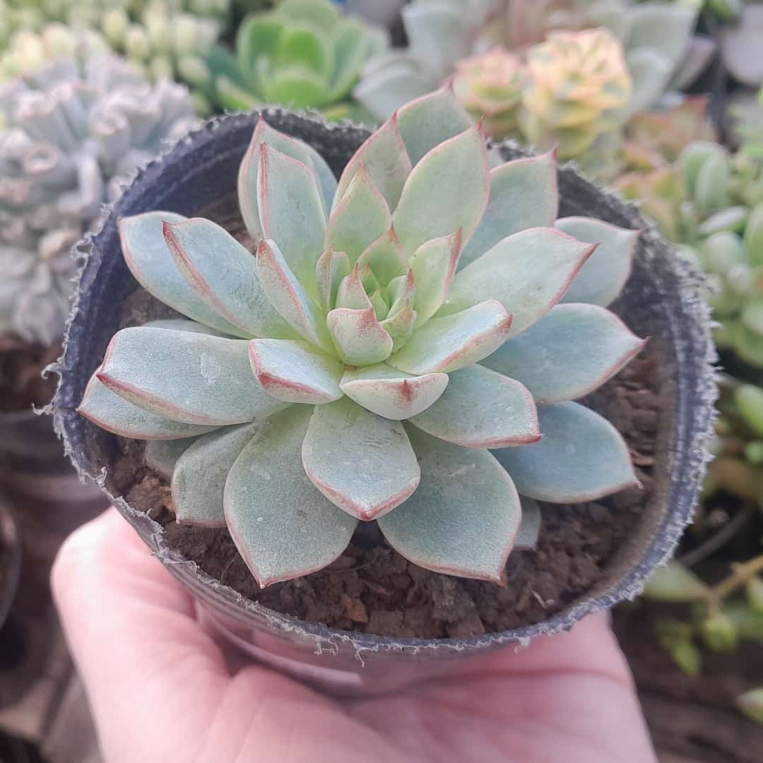 Echeveria Fox Star