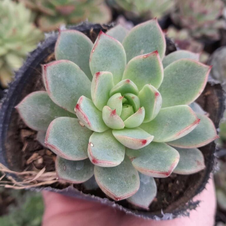 Echeveria Fox Star