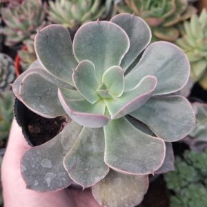 Echeveria Painted Frills
