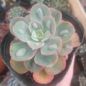 Echeveria Raindrops
