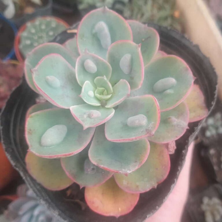 Echeveria Raindrops