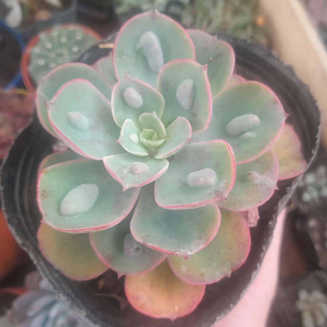 Echeveria Raindrops