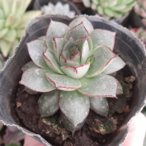 Echeveria Tarantela