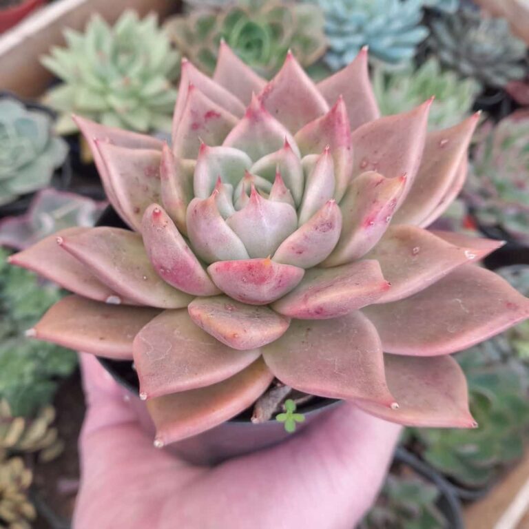 Echeveria Tobarensis x Ebony