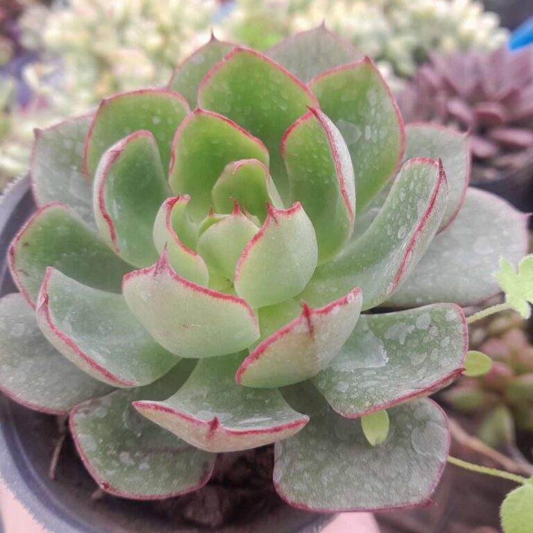 Echeveria Yang jin