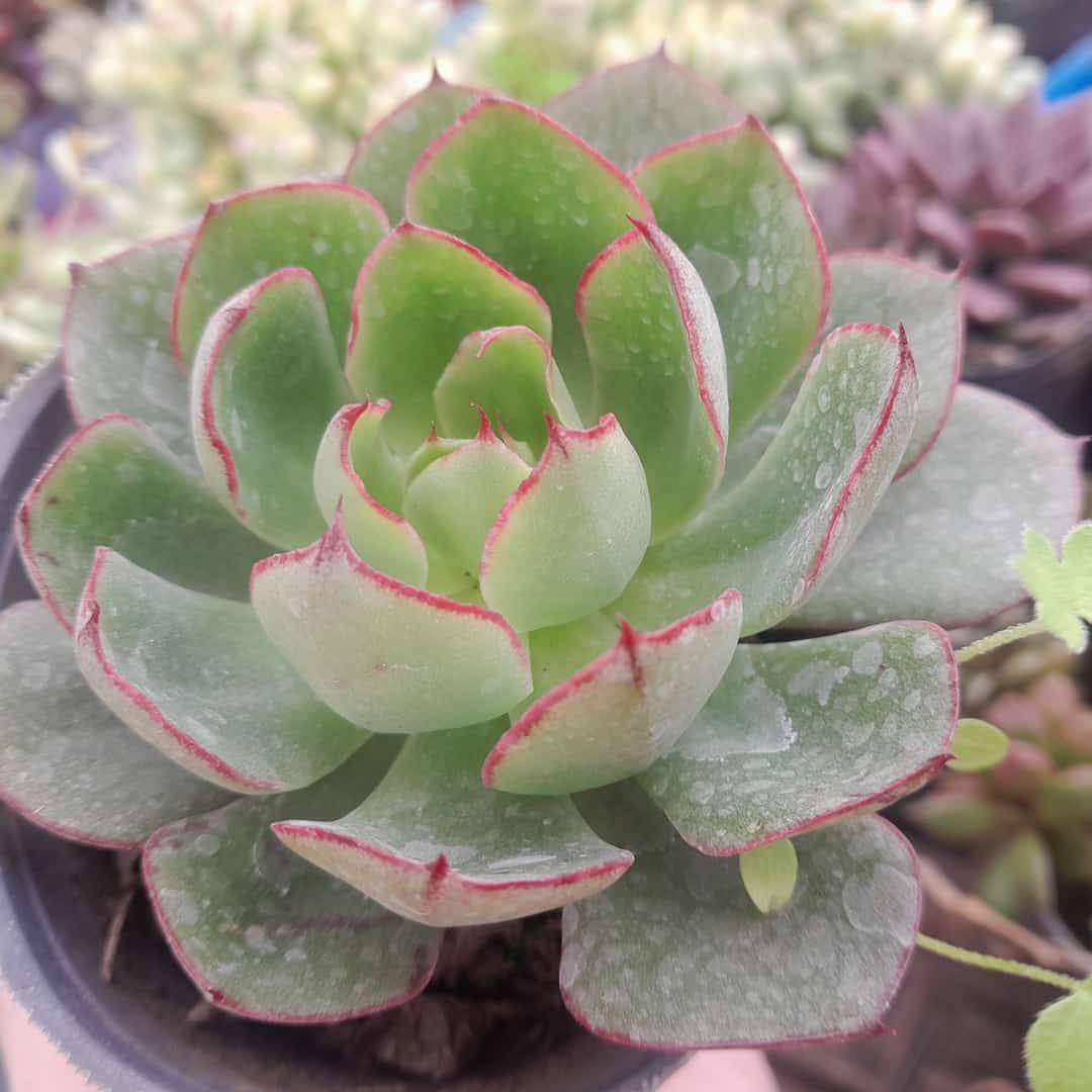 Echeveria Yang jin