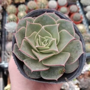 Echeveria longissima branchianta