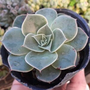 Echeveria longissima branchianta