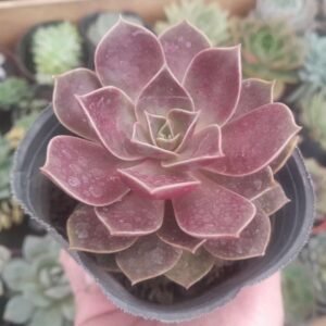 Echeveria longissima longissima