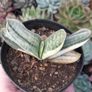 Gasteria gracilis variegata