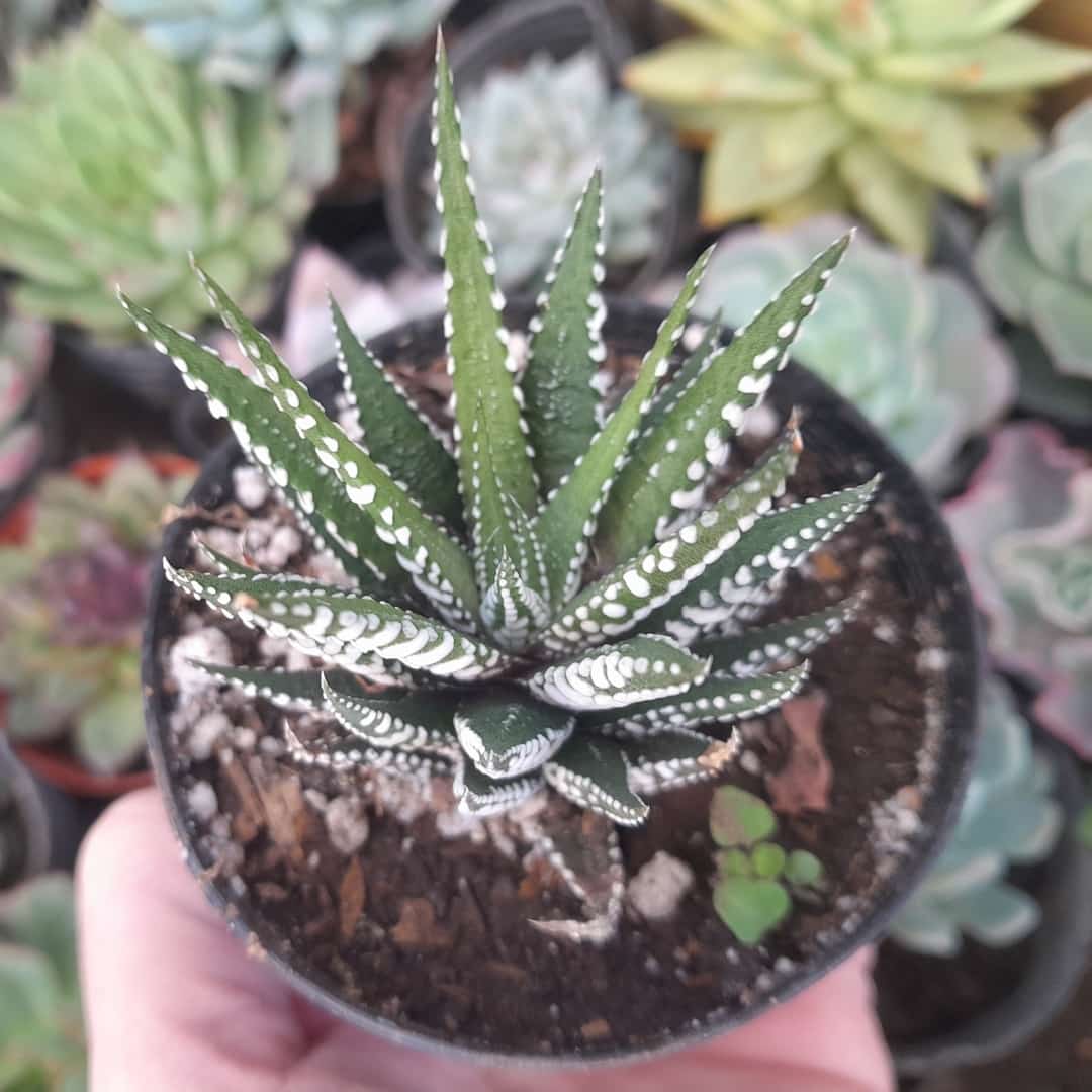 Haworthia Super Fasciata