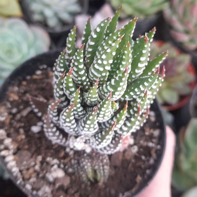 Haworthia pumila