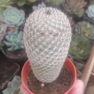 Mammillaria matudae
