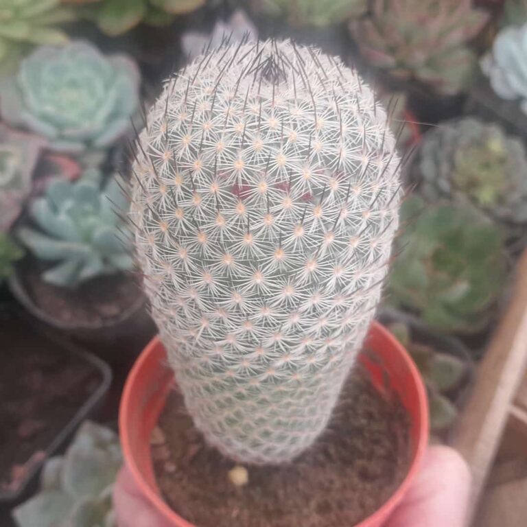 Mammillaria matudae
