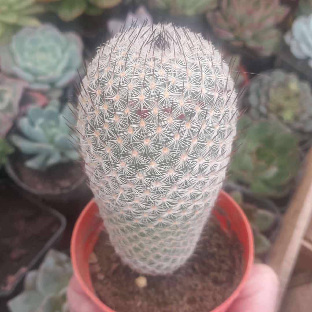Mammillaria matudae