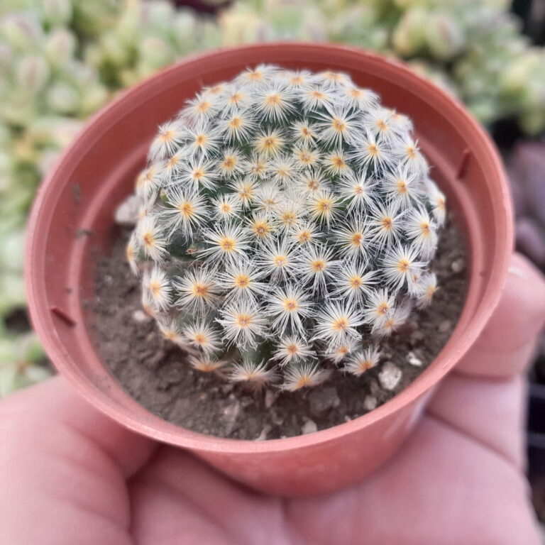 Mammillaria schiedeana