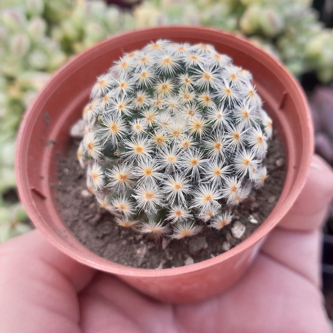 Mammillaria schiedeana
