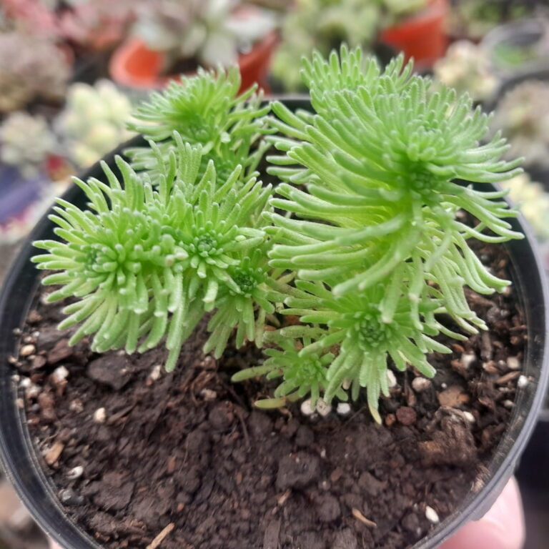 Sedum Multiceps