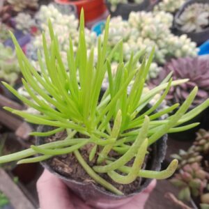 Senecio barbertonicus