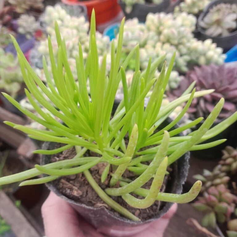 Senecio barbertonicus