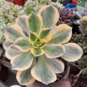 Aeonium Sunburst