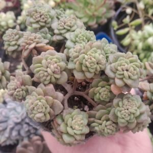 Aichryson tortuosum