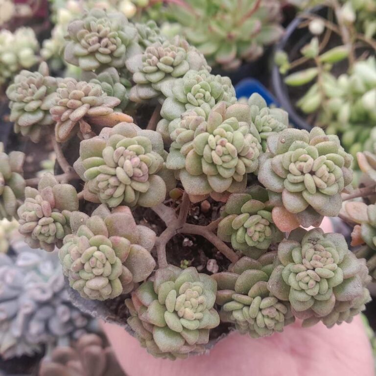 Aichryson tortuosum