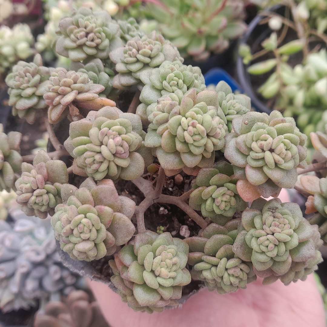 Aichryson tortuosum
