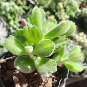 Cotyledon Tomentosa Variegata amarilla