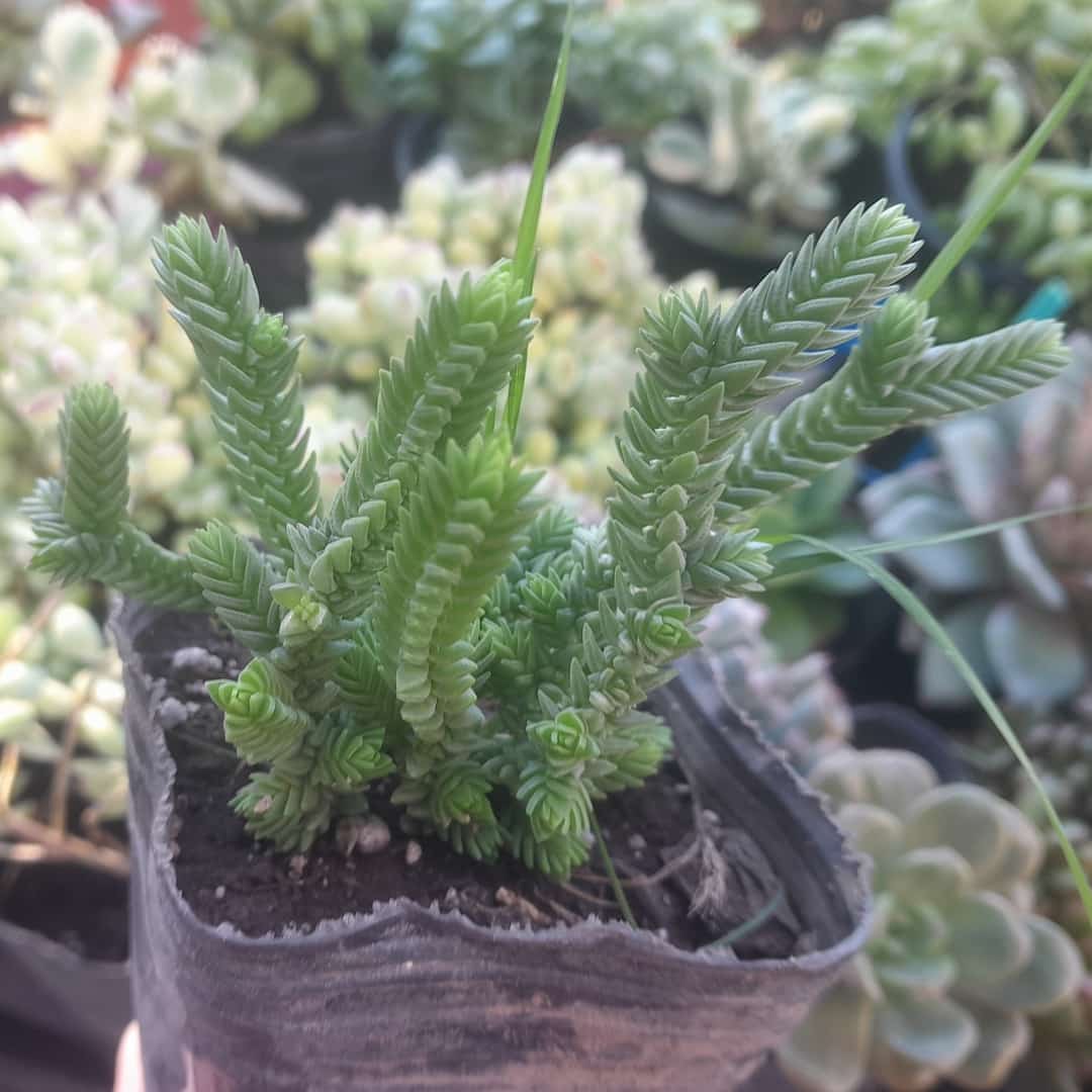 Crassula Ericoides
