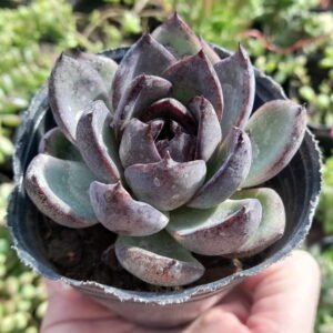 Echeveria Black Queen
